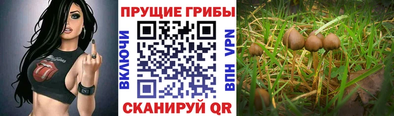 Псилоцибиновые грибы мицелий  Бирюсинск 